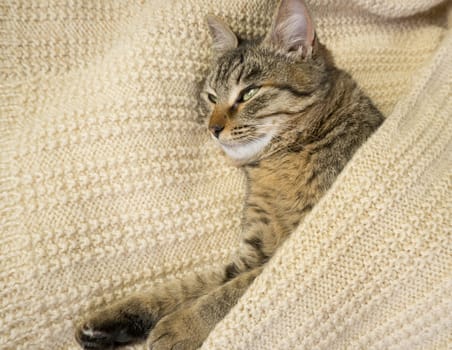 Close-up portrait of a domestic gray cat on a knitted sweater. The cat sleeps in a warm cozy knitted scarf.