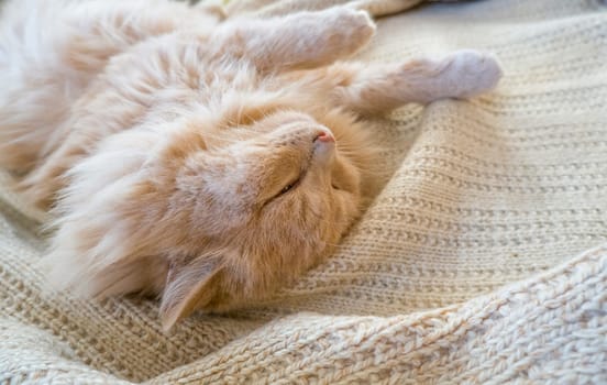 Close-up of a funny ginger cat sleeping on a knitted sweater at home