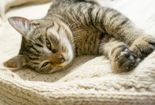 Portrait of a sleeping gray domestic cat on a knitted sweater. The cat lazily dozes.