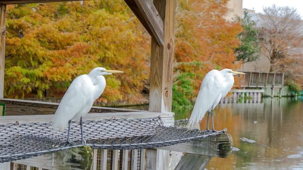 A white egret with a yellow beak standing gracefully on a moss-covered rock in a tranquil pond, surrounded by vibrant autumn trees. The bird is gazing to the side under the warm sunlight.