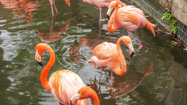 In a tranquil natural scene, a graceful and vivid pink flamingo gracefully strides through the water, creating beautiful ripples that reflect the serene environment around.
