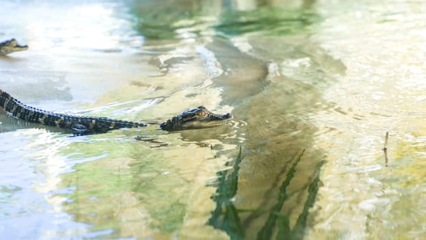 Several juvenile alligators swim in a gator farm in Florida, USA. The gators are various sizes and are in a shallow pool with a solid concrete slab in the background.