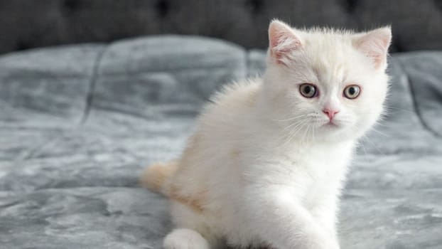Fluffy beige Scottish kitten is sitting on bed looking at camera, front view, space for text. Cute young white cat with brown eyes