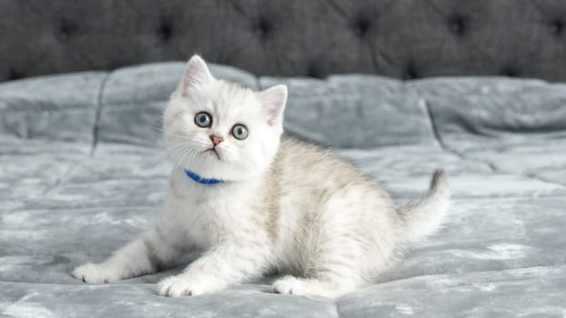 Fluffy grey Scottish kitten is sitting on bed looking at camera, front view, space for text. Cute young British shorthair cat with brown eyes