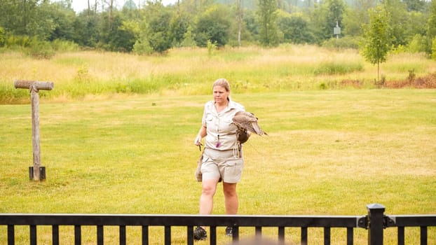 Falconer with majestic hawk during outdoor show at park, beautifully holding bird of prey Toronto ON Canada - 22.12.22.