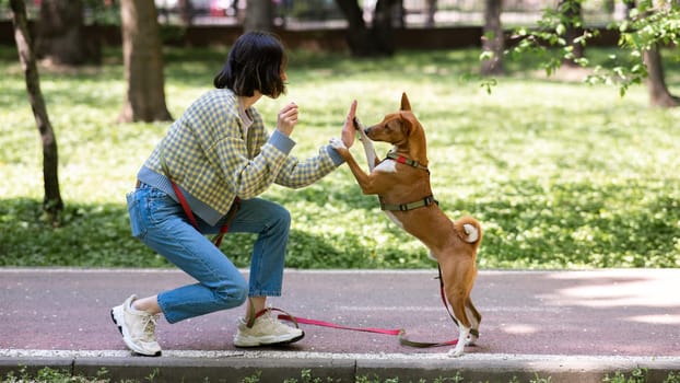 African dog sabbenji high fives the owner on a walk in the park