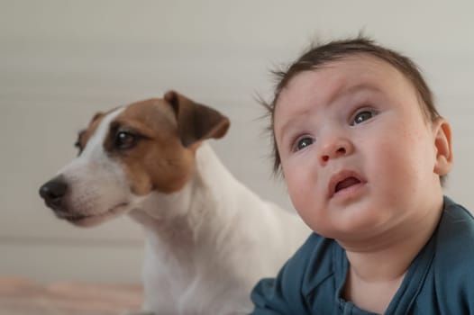 Portrait of a Jack Russell Terrier dog and a three-month-old boy lying on the bed