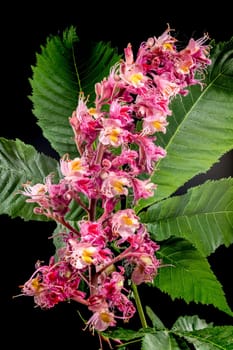 Beautiful Blooming red horse-chestnut isolated on a black background. Flower head close-up.