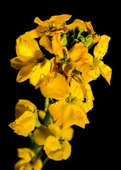 Beautiful Blooming flowers of yellow wallflower erysimum cheiri on a black background. Flower head close-up.