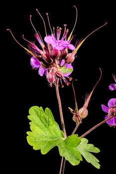 Beautiful Blooming flowers of Geranium Cambridge on a black background. Flower head close-up.