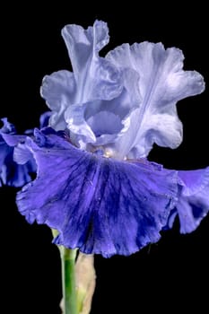 Beautiful Blooming blue iris Mariposa Skies flowers on a black background. Flower head close-up.