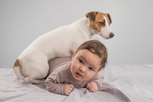 Portrait of a baby lying on his stomach and a Jack Russell Terrier dog