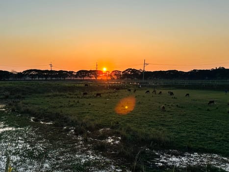 A panoramic view of a field at sunset, with cattle grazing in the foreground. The sun is setting in the distance, casting an orange glow across the sky. A waterway runs through the field, adding to the scenic beauty of the image. The scene is peaceful and tranquil, capturing the essence of a rural setting at sunset.