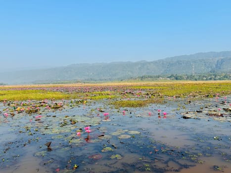 A scenic view of a tranquil lake with pink water lilies blooming amongst green vegetation. The calm water reflects the blue sky and the distant mountain range.