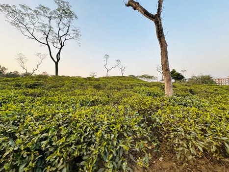 A wide shot of a lush green tea plantation with trees in the background. The image was taken in the afternoon, showcasing the vibrant green foliage of the tea plants under a clear blue sky. The scene provides a sense of tranquility and natural beauty.