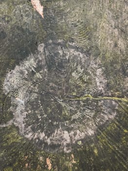Abstract background from a tree intersection. with lots of moss.