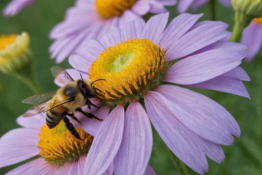 Bee on a purple flower. Close-up.