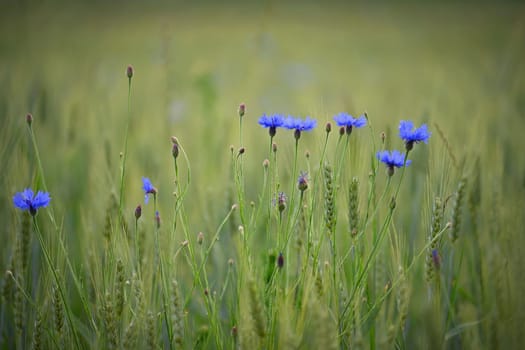 Beautiful blue flowers - herbs in the field. Summer time in nature. Blue Cornflower. (Knapweeds).