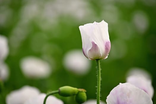 Beautiful white poppy flowers on the field in summer time at sunset. Nature background and concept for agriculture.