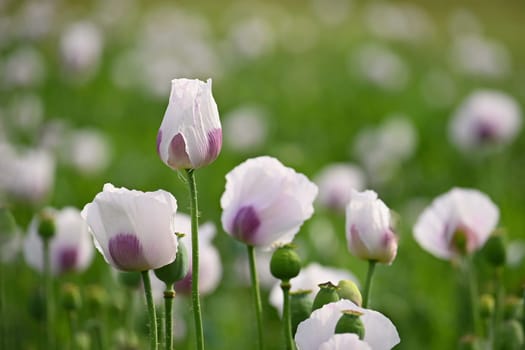 Beautiful white poppy flowers on the field in summer time at sunset. Nature background and concept for agriculture.