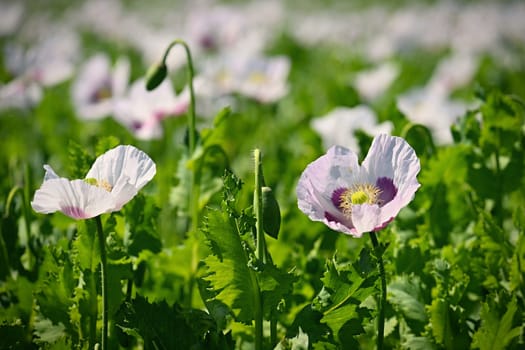 Beautiful white poppy flowers on the field in summer time at sunset. Nature background and concept for agriculture.