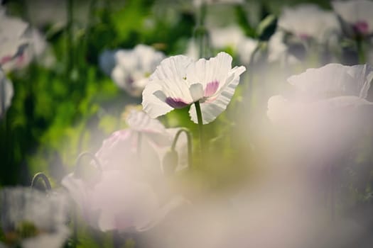 Beautiful white poppy flowers on the field in summer time at sunset. Nature background and concept for agriculture.