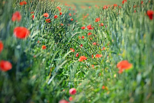 Summer landscape. Beautiful flowering field with poppies and clovers. Colorful nature background with sun and blue sky.