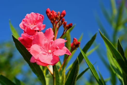 Beautiful flowering pink oleander. A poisonous, nice plant in the Mediterranean.
(Nerium oleander)