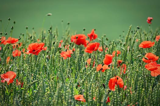 Summer landscape. Beautiful flowering field with poppies and clovers. Colorful nature background with sun and blue sky.