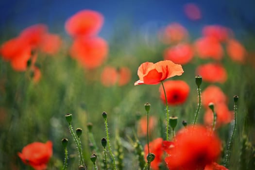 Summer nature - concept. Beautiful landscape with red poppy flowers and sunny day with blue sky.