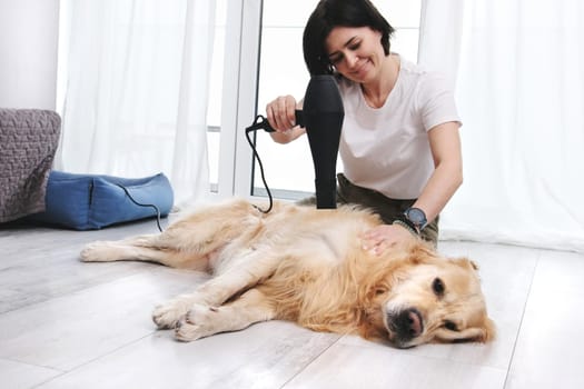 Woman Drying Adorable Dog With Hairdryer After Bath, Grooming Golden Retriever Dog At Home