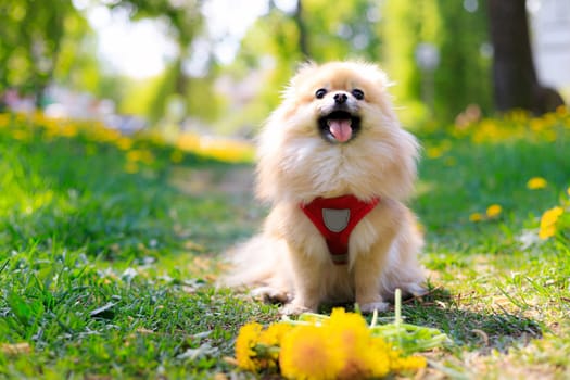 A smiling Pomeranian dog in the grass . A red - haired Pomeranian . A pet on a walk. Photo for the cover . Photo of an animal for printed products . Green grass in the park