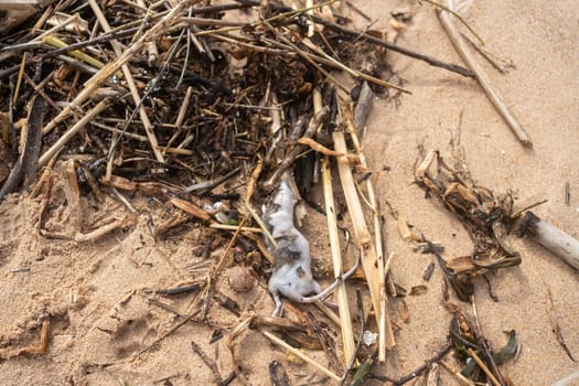 Deceased rat on sandy beach with flies, surrounded by beach litter, depicting environmental pollution. Dead rodent on sandy beach.