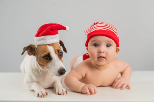 Cute little boy and Jack Russell terrier dog in santa hats on white background