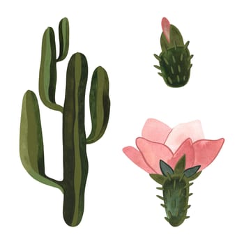 Blooming cactus with pink flowers. Plants for the home. Floriculture. Desert flora. Isolated watercolor illustration on white background. Clipart