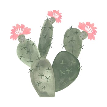 Prickle pear. Blooming cactus with pink flowers. Plants for the home. Floriculture. Desert flora. Isolated watercolor illustration on white background. Clipart