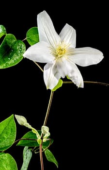 Beautiful Blooming white clemantis Arabella flower on a black background. Flower head close-up.