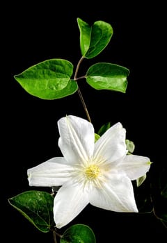 Beautiful Blooming white clemantis Arabella flower on a black background. Flower head close-up.