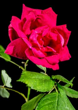 Red Peace tea rose on a black background. Flower head close-up.