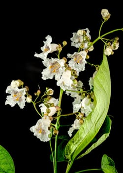 Beautiful Blooming white Northern Catalpa flower on a black background. Flower head close-up.