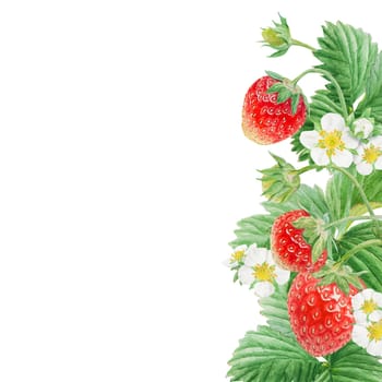 Red strawberry with white flowers, green leaves corner, border. Hand drawn watercolor ornament. Delicious food art, fresh botanical realistic painting. Summer berry banner for menu, packaging, prints.