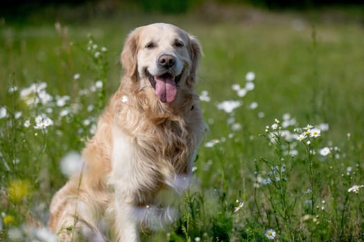 Golden Retriever Dog Sits Cheerfully In A Meadow Full Of Daisies