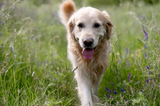 Golden Retriever Dog Enjoys A Walk In Forest Among Flowers