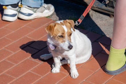 Close-up of a small funny puppy on the embankment in the city next to its owner. Selective focus.