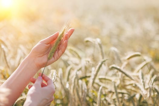 a woman agronomist holds a spikelet of green wheat in her hands against the background of a field, monitoring the wheat harvest