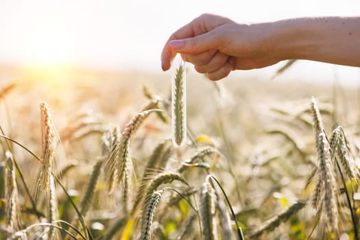 a woman agronomist holds a spikelet of green wheat in her hands against the background of a field, monitoring the wheat harvest