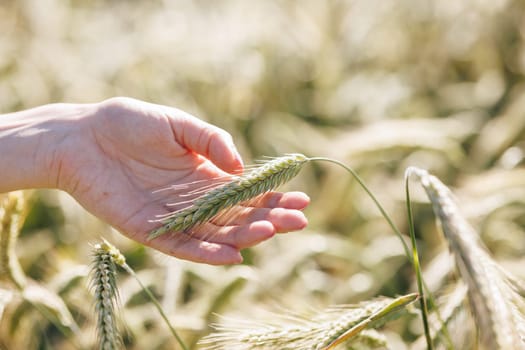 a woman agronomist holds a spikelet of green wheat in her hands against the background of a field, monitoring the wheat harvest