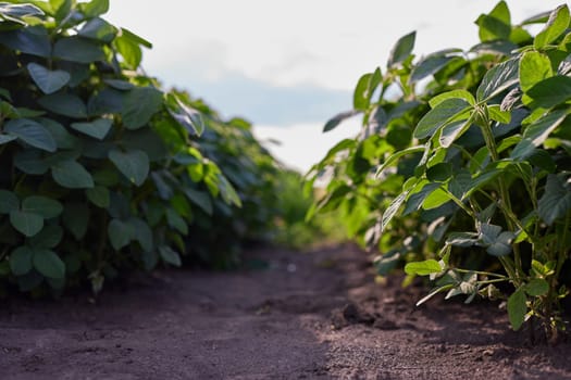 Growing pulse plants, soybean field close up low angle, legume agribusiness, macro photo selective focus