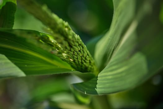corn flowering close-up, corn crop ripening time, benefits and harm to the human body, concept of cereal plants