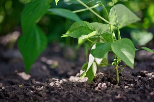 Growing pulse plants, soybean field close up low angle, legume agribusiness, macro photo selective focus